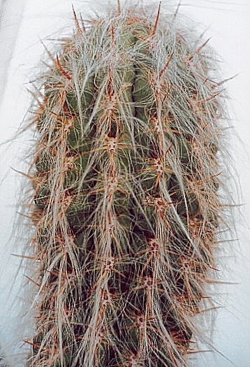 اورئوسریوس کلسیانوس